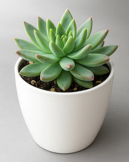 Pachyveria Glauca Plant