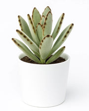 Kalanchoe Tomentosa - Panda Plant
