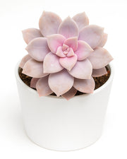 Graptopetalum Pentandrum Plant