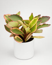 Peperomia Clusiifolia - Bare rooted