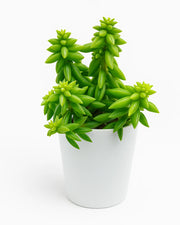 Peperomia Nivalis Succulent Plant