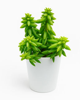 Peperomia Nivalis Succulent Plant