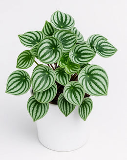 Peperomia Watermelon ( Bare Rooted )