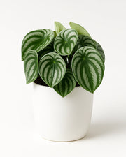 Peperomia Watermelon ( Bare Rooted )