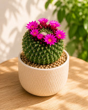 Pincushion Cactus