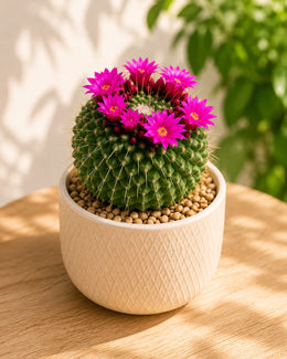 Pincushion Cactus