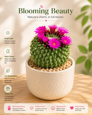 Pincushion Cactus