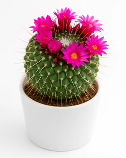 Pincushion Cactus - Nainileaf