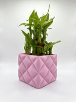 2 Layer Lucky Bamboo Plant With Pot - Nainileaf - Nainileaf