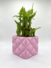 2 Layer Lucky Bamboo Plant With Pot - Nainileaf - Nainileaf