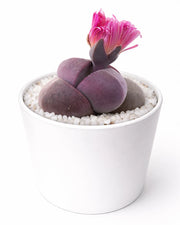 Pleiospilos nelii - Royal Flush Red (Exotic Variety) - Nainileaf
