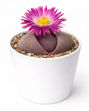 Pleiospilos nelii - Royal Flush Red (Exotic Variety) - Nainileaf
