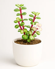 Portulacaria Afra Variegated Elephant’s Bush (Rainbow Bush) Bare Rooted