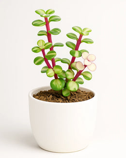 Portulacaria Afra Variegated Elephant’s Bush (Rainbow Bush) Bare Rooted