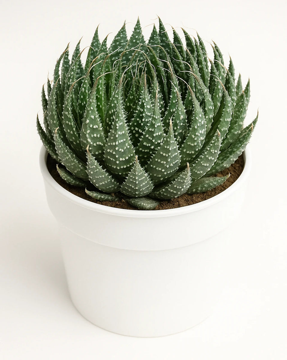 Rattle snake Tale Plant – Nainileaf