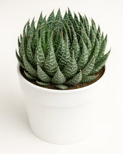 Rattle snake Tale Plant