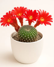 Rebutia Krainziana Cactus - Bare rooted