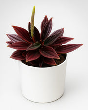 Red Peperomia Rosso -Bare Rooted