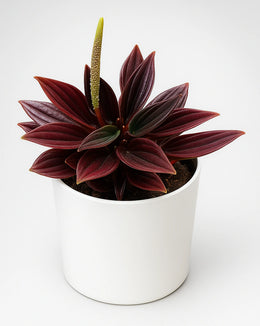 Red Peperomia Rosso -Bare Rooted
