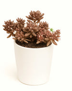 succulents plants for sale 