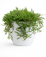 Othonna capensis 'Ruby Necklace' Plant