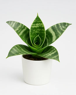 Sansevieria- Snake Plant