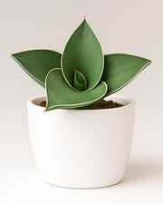 Sansevieria Samurai Ehrenbergii cv. Dwarf Snake Plant-Bare Rooted