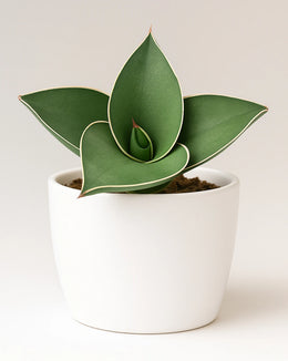 Sansevieria Samurai Ehrenbergii cv. Dwarf Snake Plant-Bare Rooted