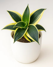 Sansevieria Trifasciata Dwarf Varigated
