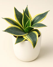 Sansevieria Trifasciata Dwarf Varigated