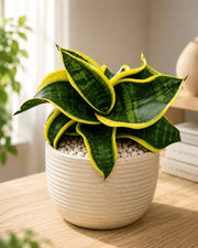 sansevieria trifasciata hahnii twisted sister Sansevieria Trifasciata 'Twisted Sister' – Nainileaf