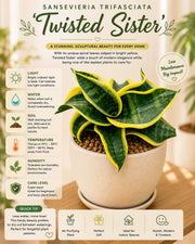 Sansevieria Trifasciata 'Twisted Sister'