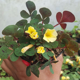 Oxalis Glauca (Silver Shamrock) With Plastic Pot