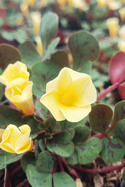 Oxalis Glauca (Silver Shamrock) With Plastic Pot