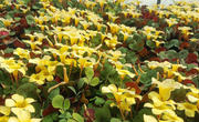 Oxalis Glauca (Silver Shamrock) With Plastic Pot