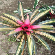 bromeliads With Plastic Pot