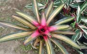 bromeliads With Plastic Pot