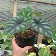 Alocasia Dragon Scale