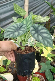 Alocasia Dragon Scale