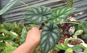 Alocasia Dragon Scale