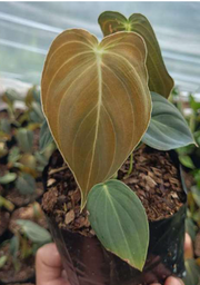 Philodendron Melanochrysum With Plastic Pot