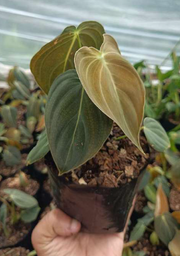 Philodendron Melanochrysum With Plastic Pot