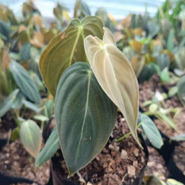 Philodendron Melanochrysum With Plastic Pot