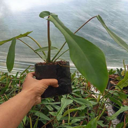 Philodendron Joepii With Plastic Pot