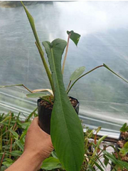 Philodendron Joepii With Plastic Pot