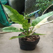 Variegated Philodendron Ring of Fire With Plastic Pot