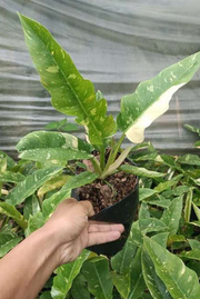 Variegated Philodendron Ring of Fire With Plastic Pot