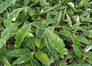 Variegated Philodendron Ring of Fire With Plastic Pot