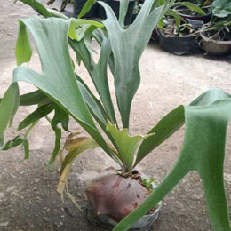 Elkhorn Fern With Plastic Pot