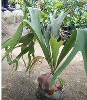 Elkhorn Fern With Plastic Pot